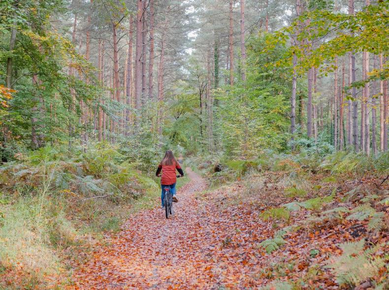 Forêt