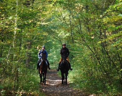 Forêt de Compiègne © C Tellier (2)
