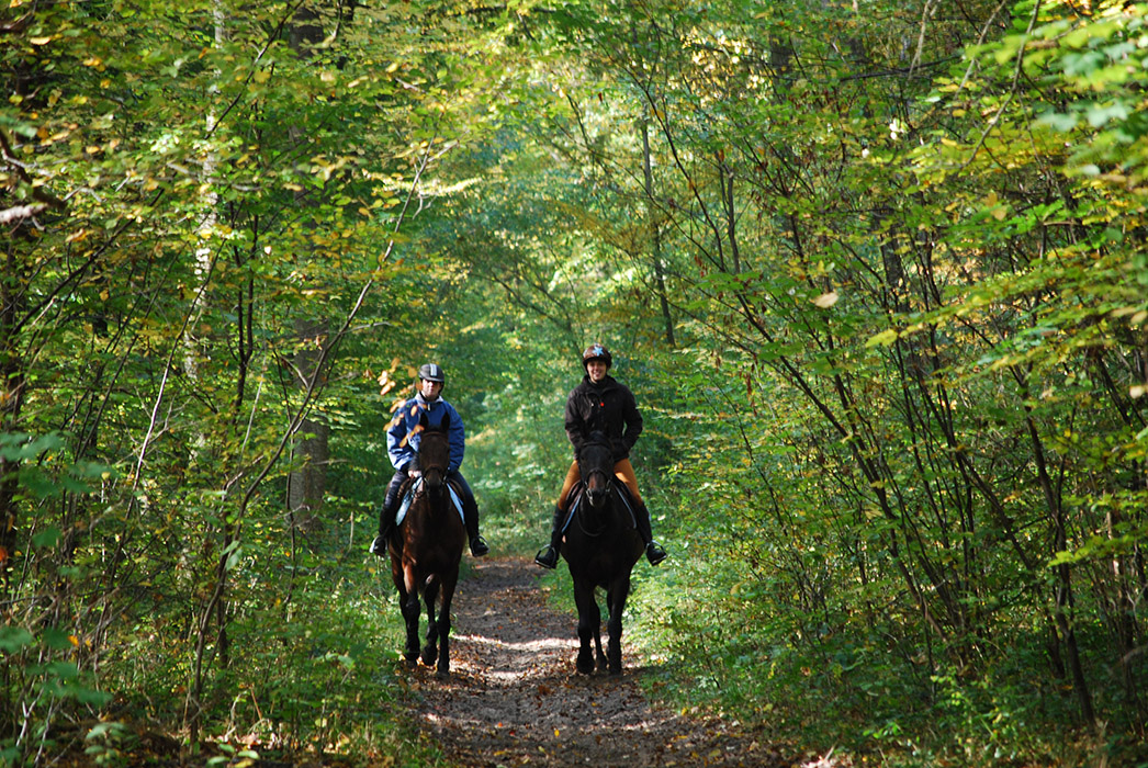 Forêt de Compiègne © C Tellier (2)