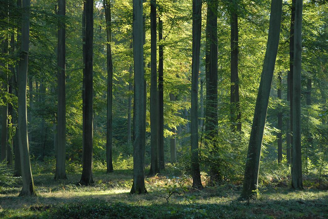 Forêt Domaniale de Compiègne