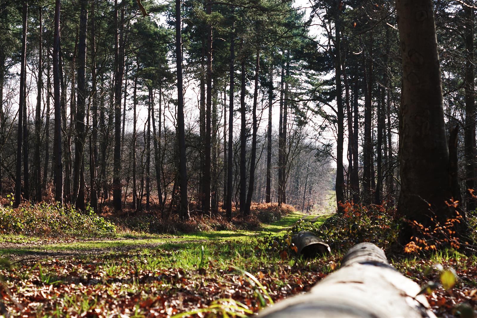Foret-de-Hez-Credit-OiseTuorisme
