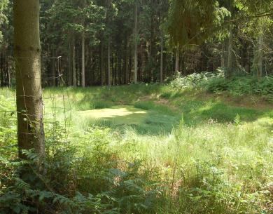 Forêt de Thelle