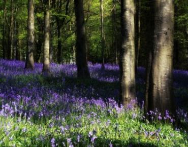 Forêt de jacinthes Montilles