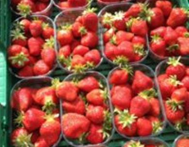 Fraise-des-vallees-2