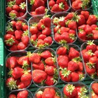 Fraise-des-vallees-2