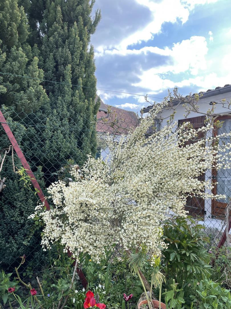 Les Polux