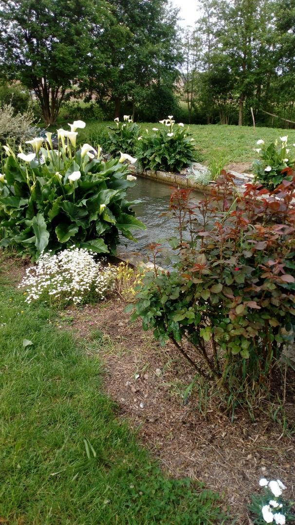 Les berges fleuries de Jojo