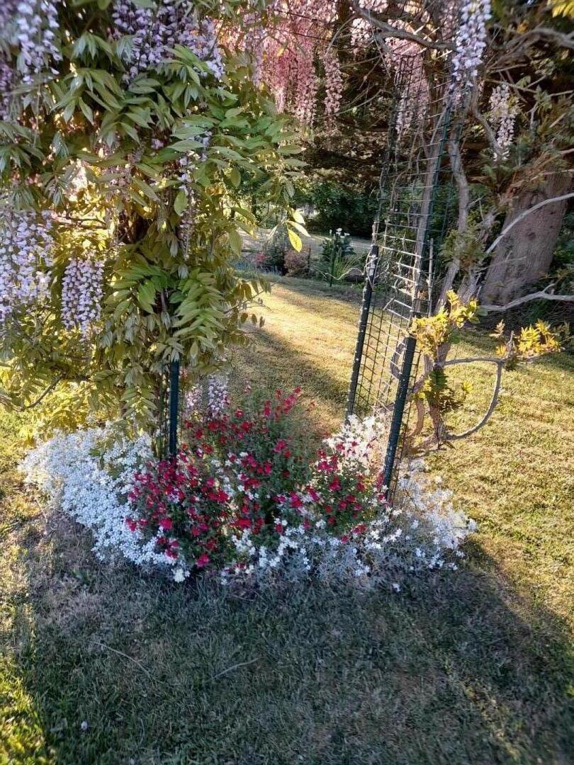 Les berges fleuries de Jojo