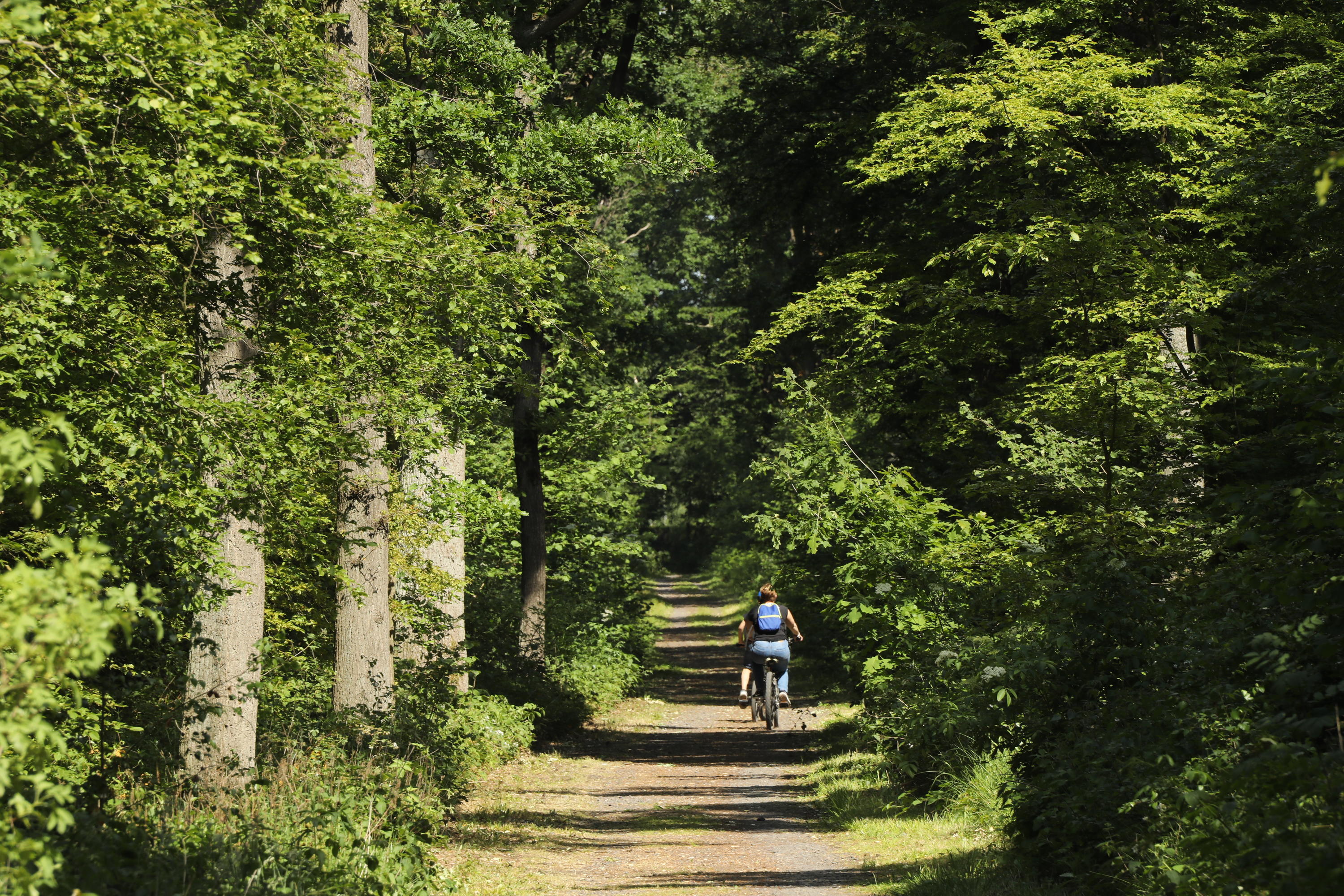 Bois de l'Aumône