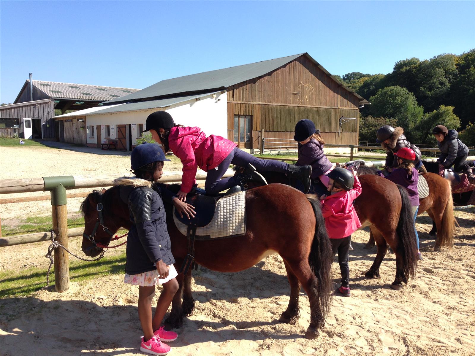 Préparation des poneys pour la balade