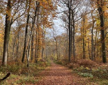 La Promenade des Moines en automne