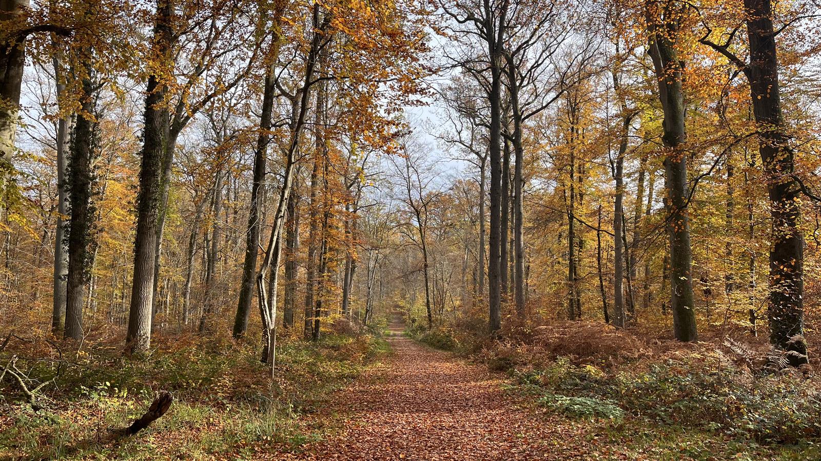 La Promenade des Moines en automne