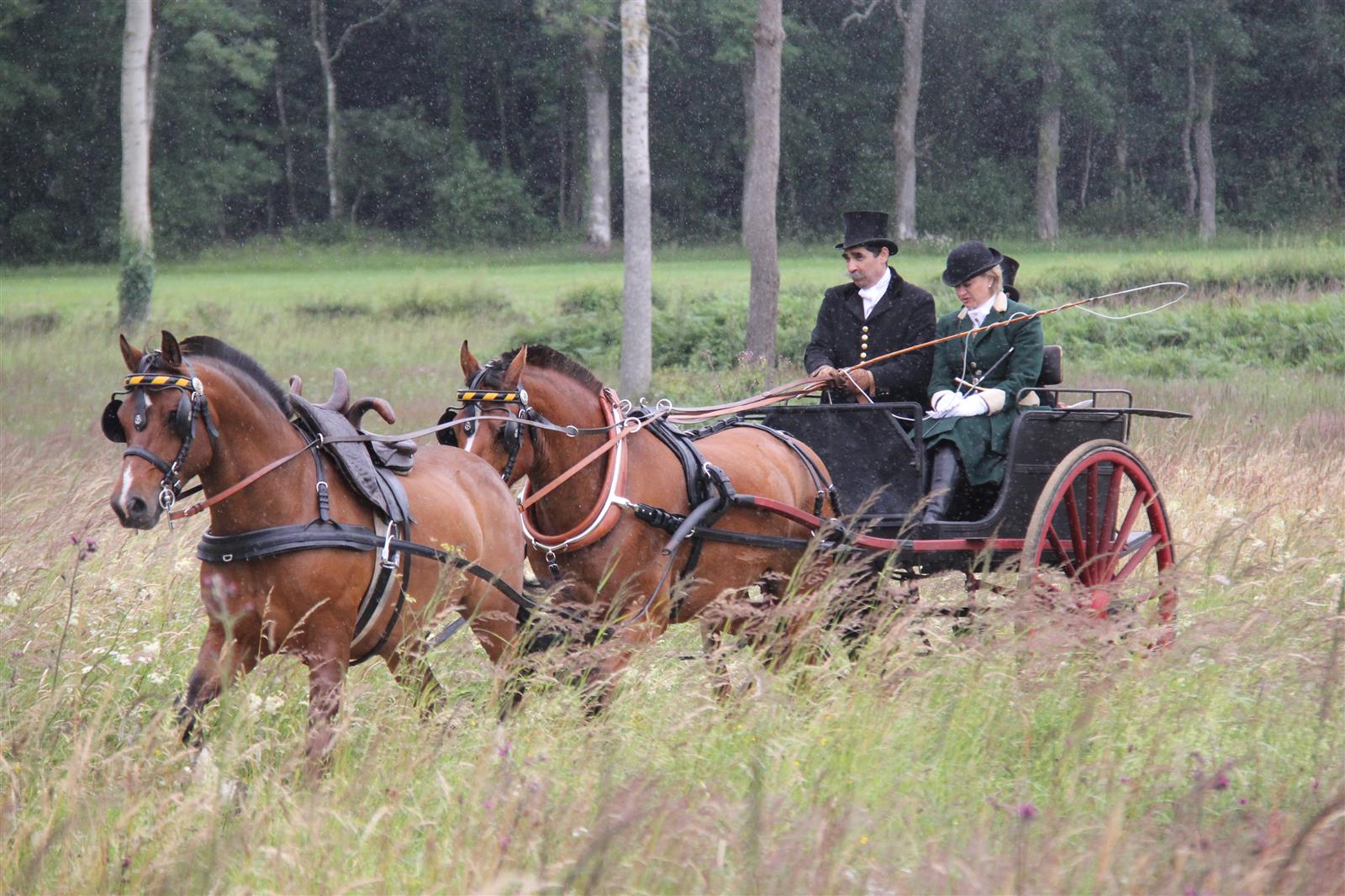 Attelage en tandem 