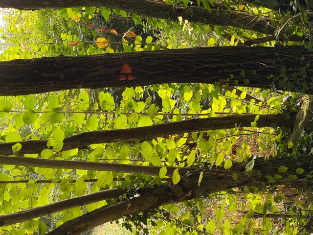 Le Plateau et le Fond des Vallées, Laversines - photo 3