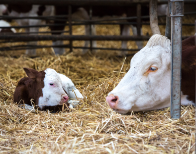 Ferme de la vieille rue - vaches