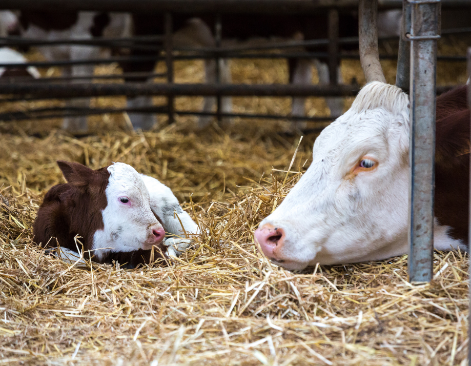 Ferme de la vieille rue - vaches