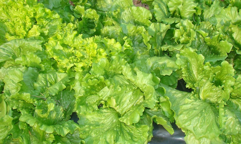 Jardins de Pontarcher © OT Villers-Cotterêts