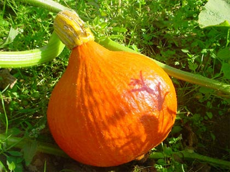 Jardins de pontarcher<ambleny<soissonnais<aisne<picardie