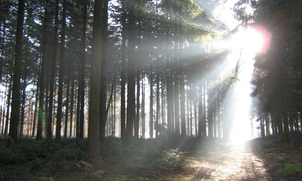 Jeu de lumiere foret de Retz