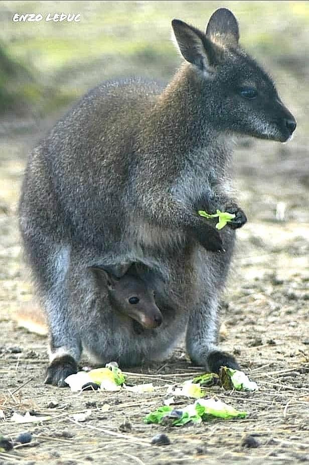 Parc Saint Léger - Parc Animalier