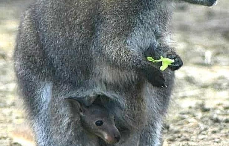 KANGOUROU