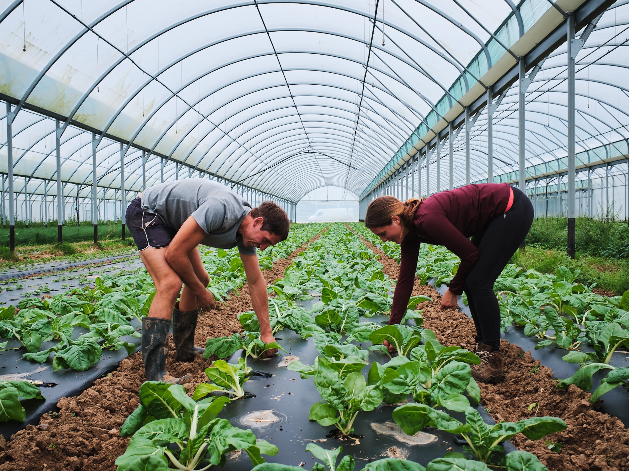 Les Compagnons du Légume