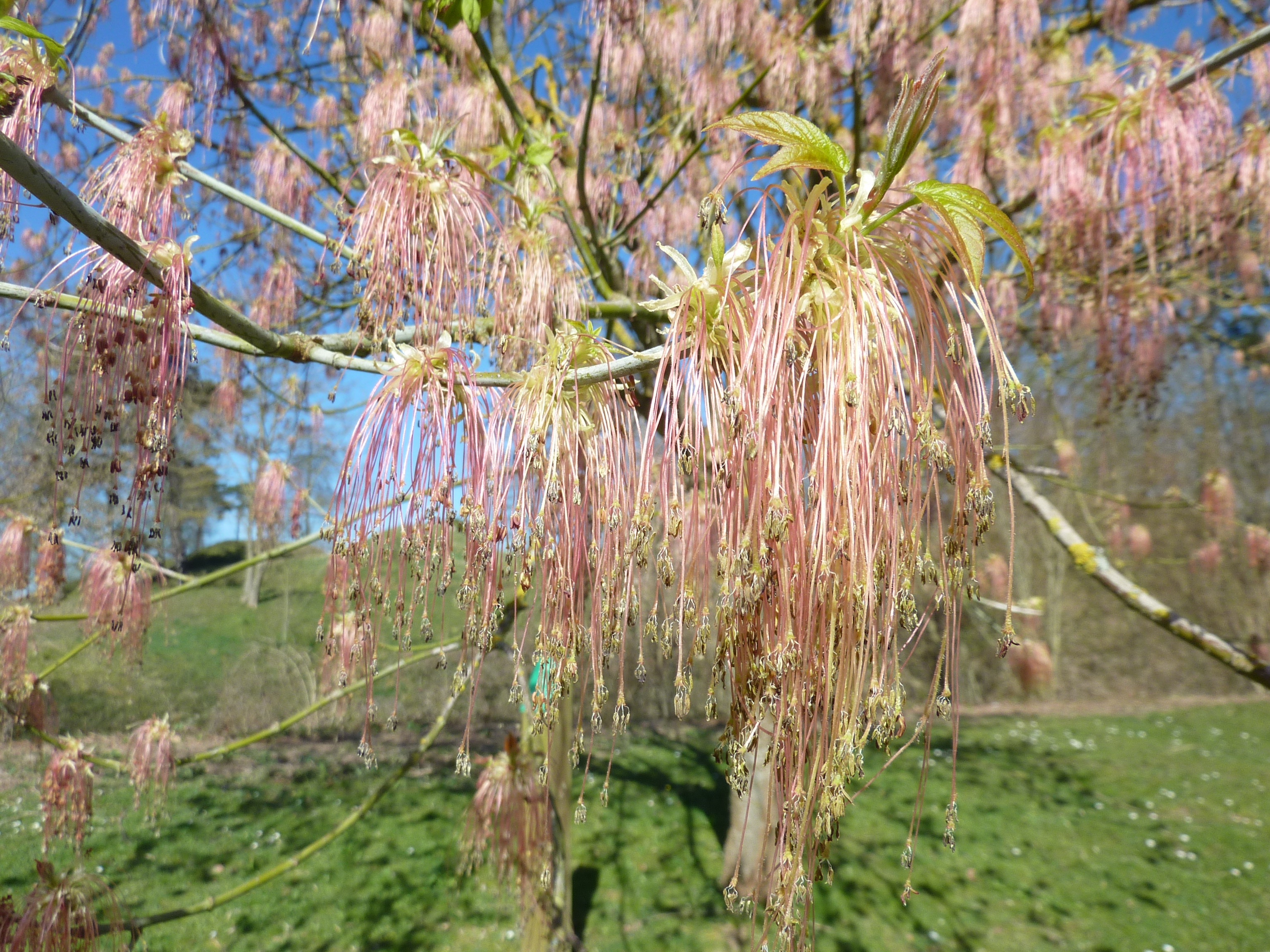 Arboretum du fort de Condé