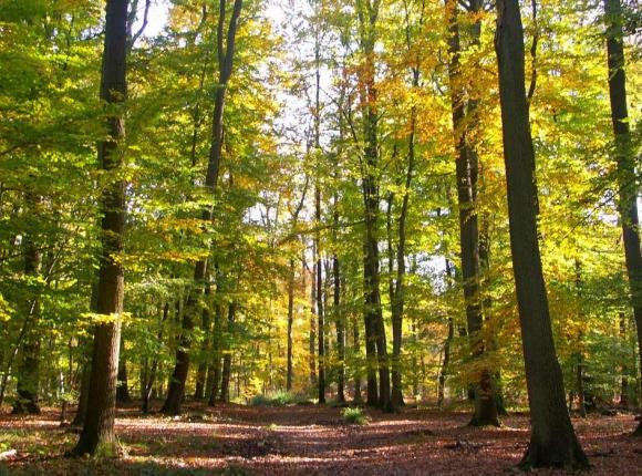 Forêt d'Halatte