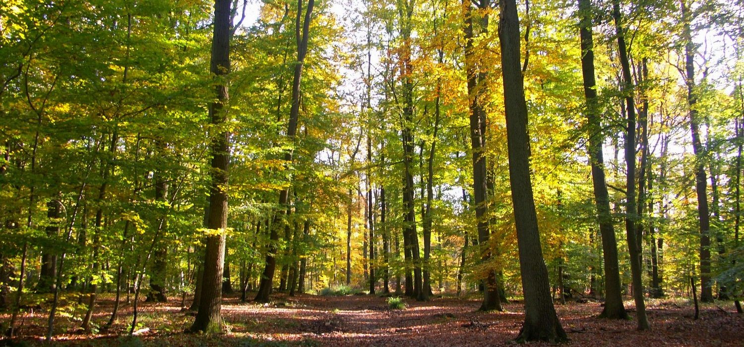 Forêt d'Halatte