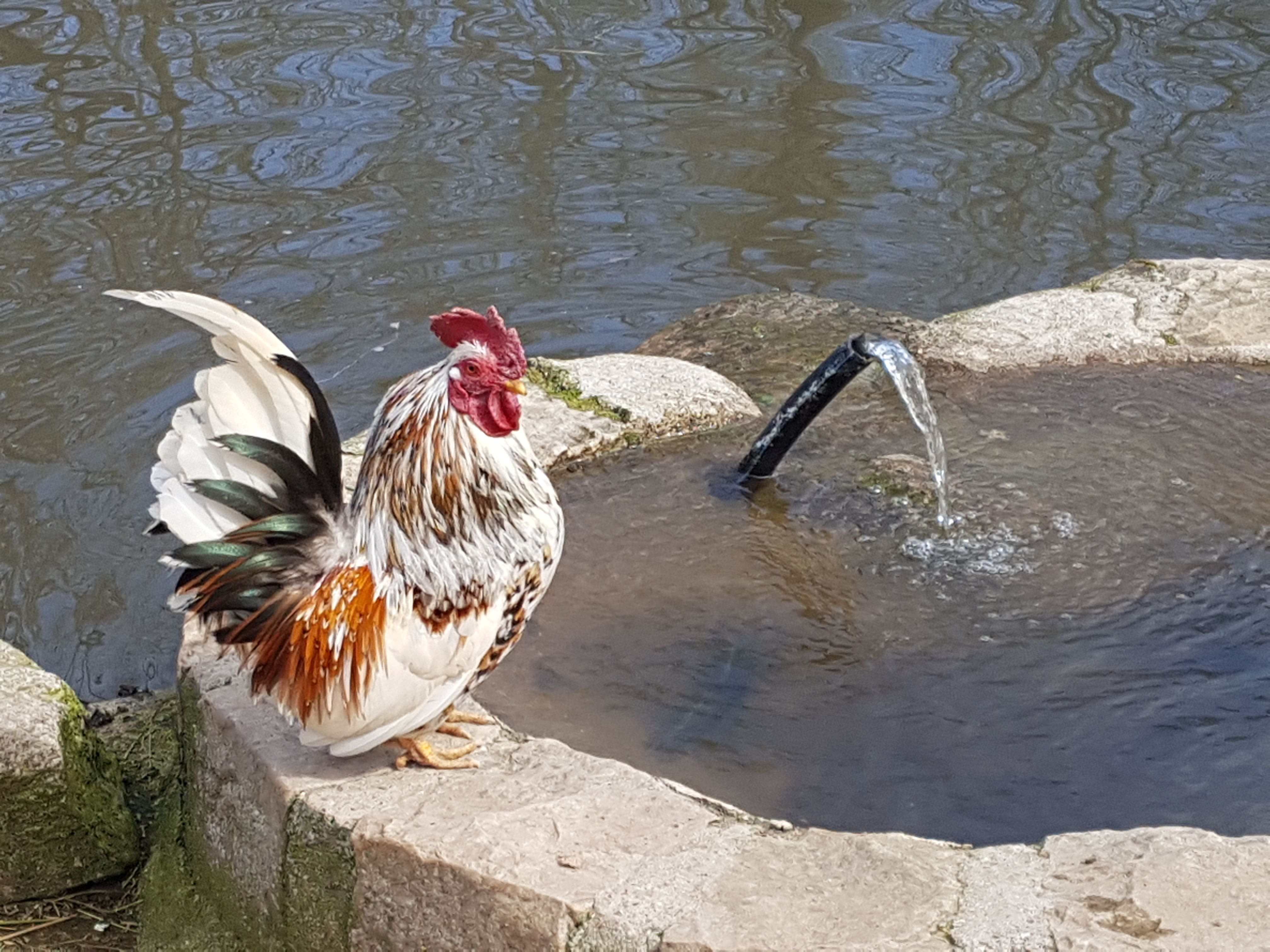 Parc Saint Léger - Parc Animalier