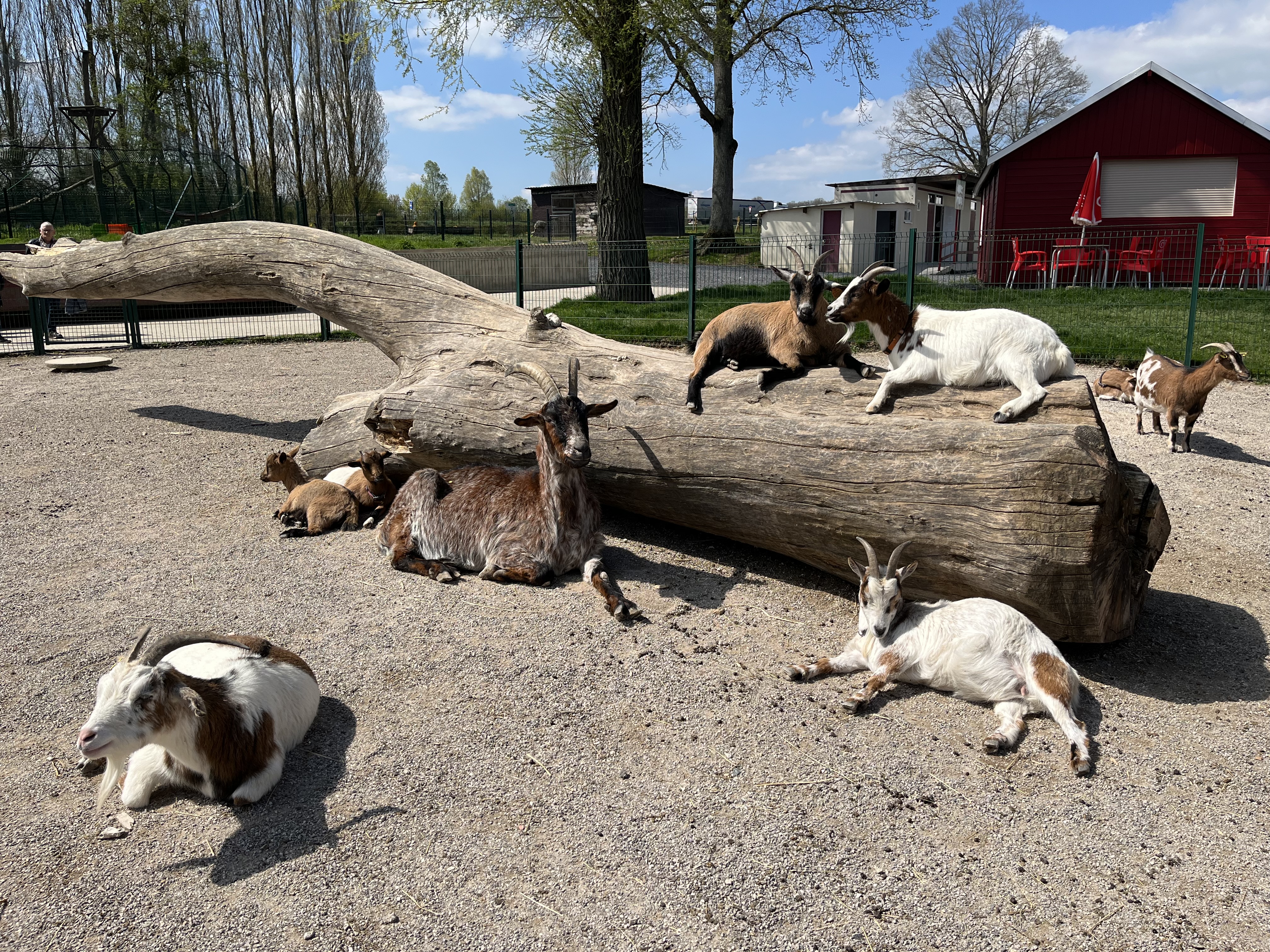Parc Saint Léger - Parc Animalier