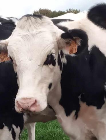 Photo-vaches-VL