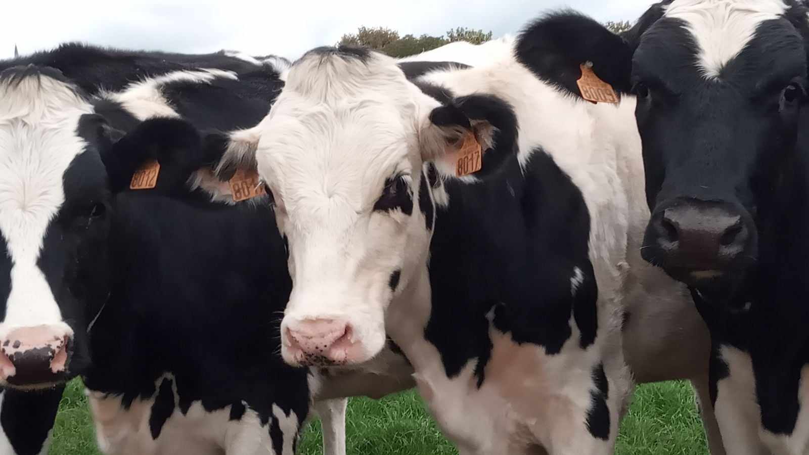 Photo-vaches-VL