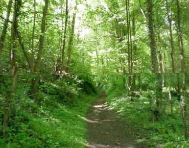Rando235_VignesdeFay_bois- sentier