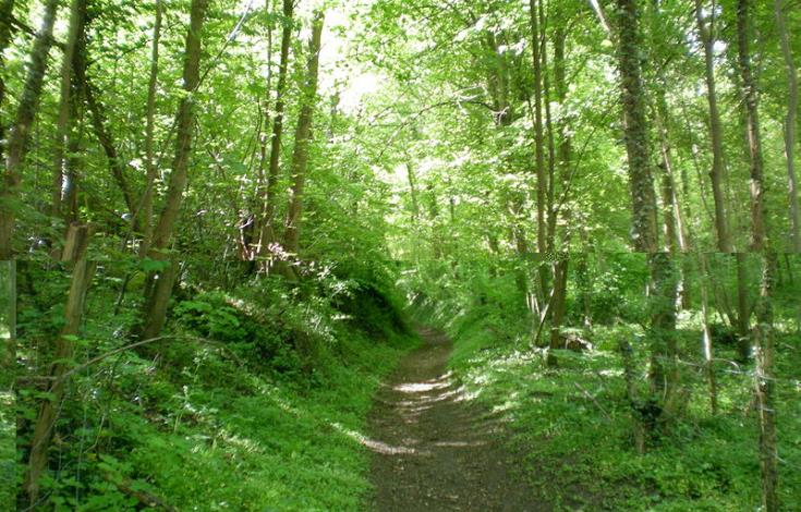 Rando235_VignesdeFay_bois- sentier