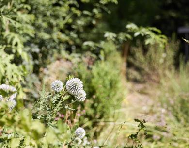 Talmontiers_Jardin du naturaliste_©Laurent MAYEUX (10)