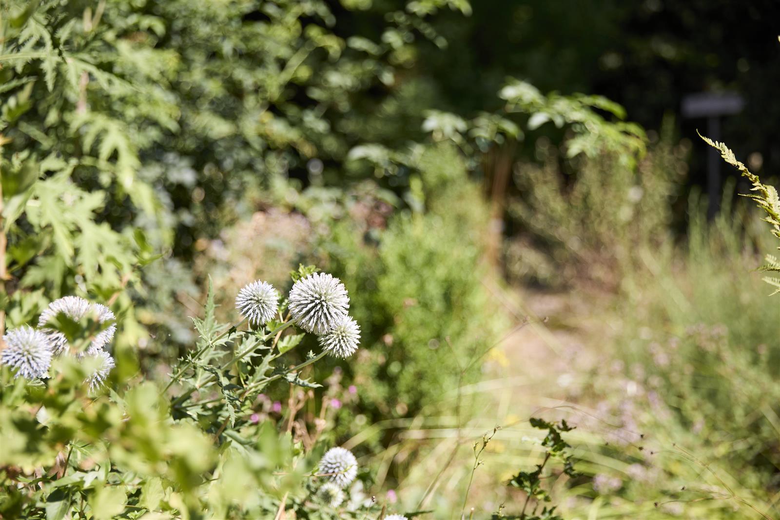 Talmontiers_Jardin du naturaliste_©Laurent MAYEUX (10)