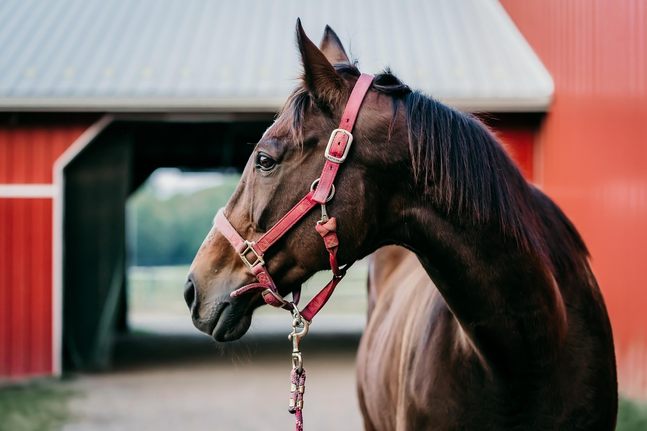 alisadyson-horse-7481726_1280
