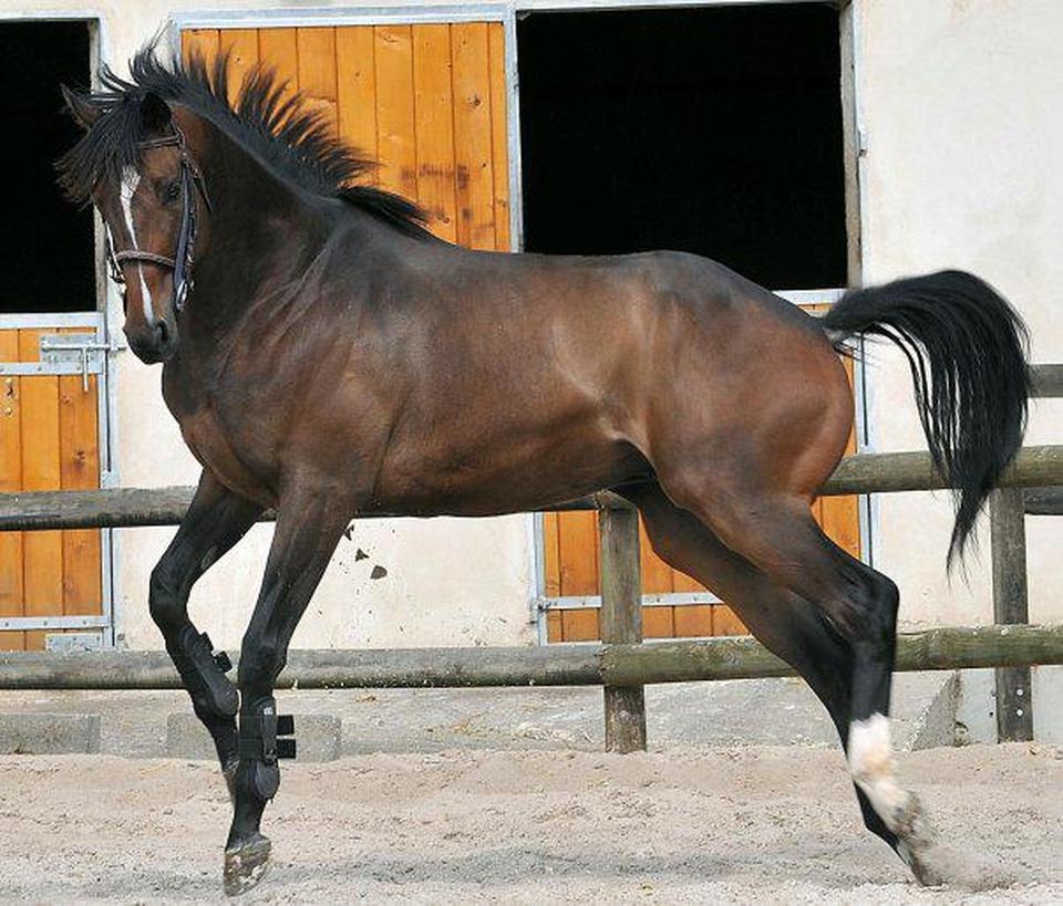 bertichère écurie 2