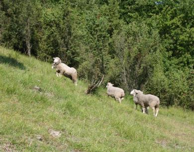 Le Mont Florentin