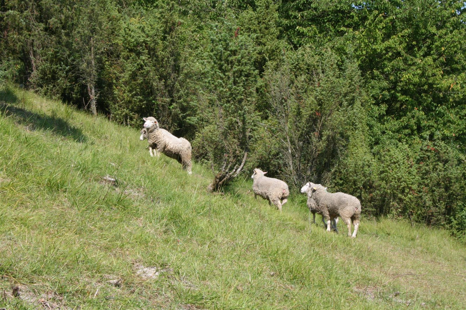 Le Mont Florentin