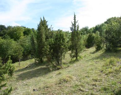 Auteuil