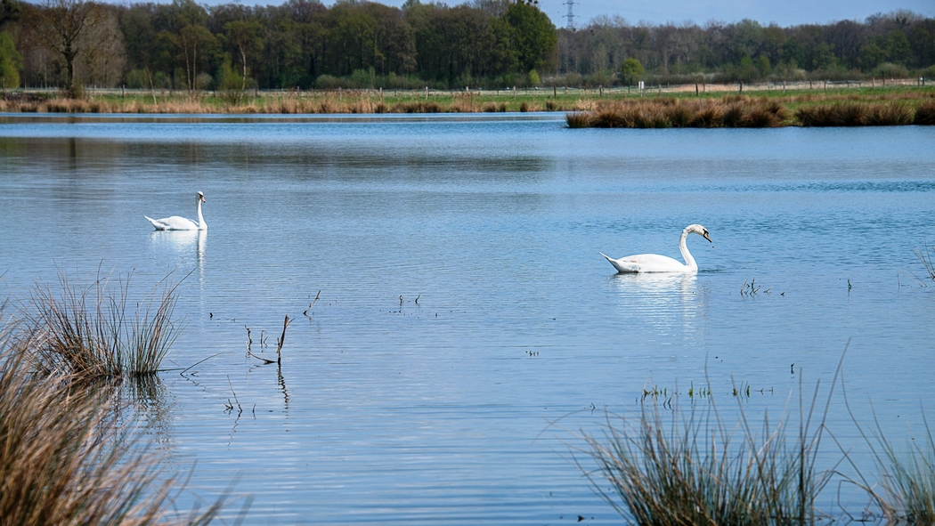 étang©etang communal des prés de l'église
