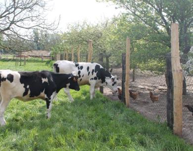 ferme-paul-pature-poulaillier-sacylegrand