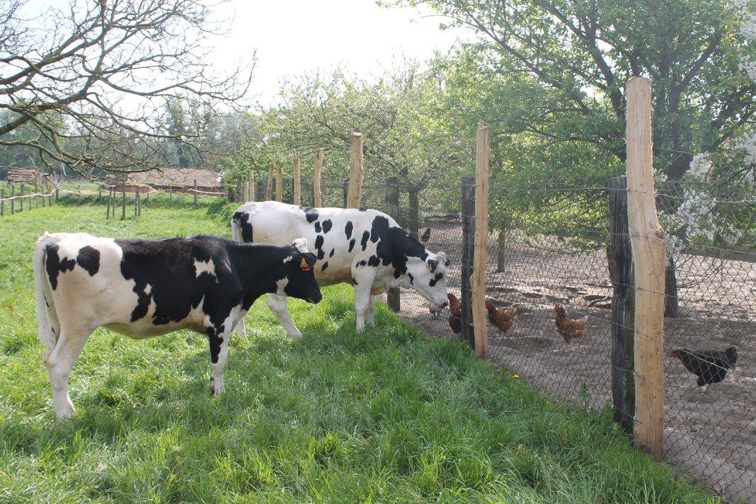 ferme-paul-pature-poulaillier-sacylegrand