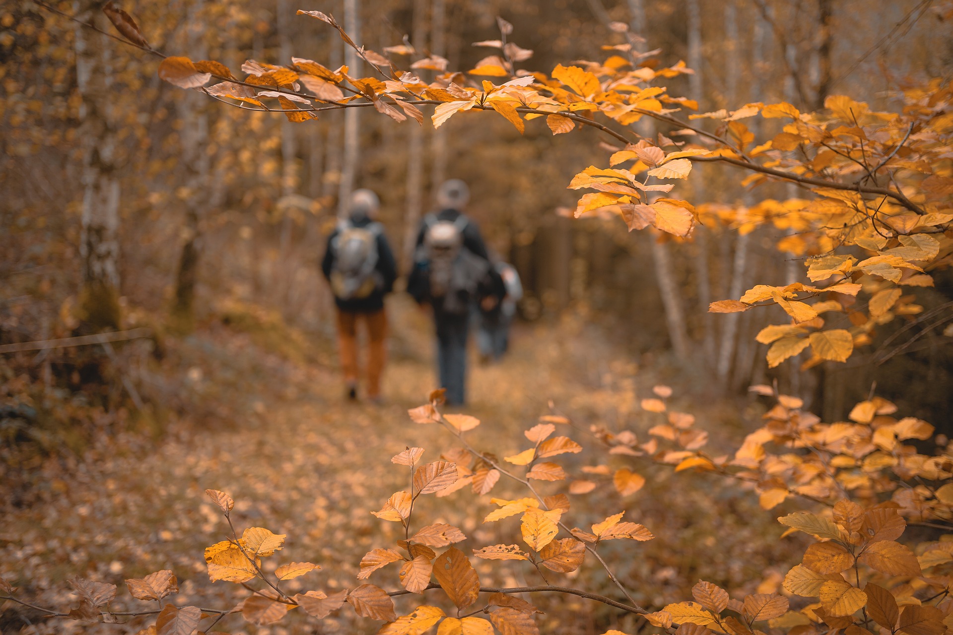foret automne ©Michel Stockman de Pixabay
