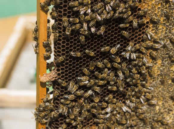 honeycomb-with-bees