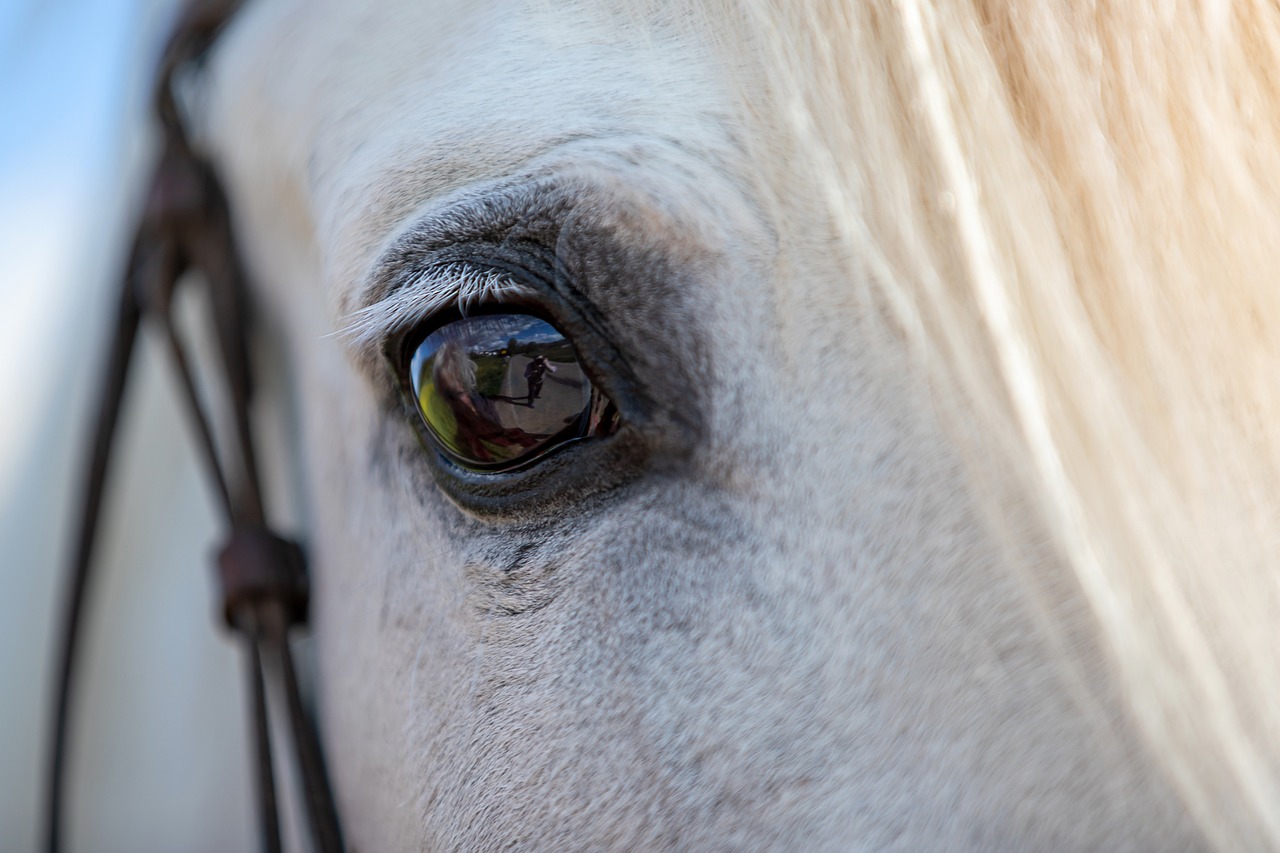 horse-6363466_1280