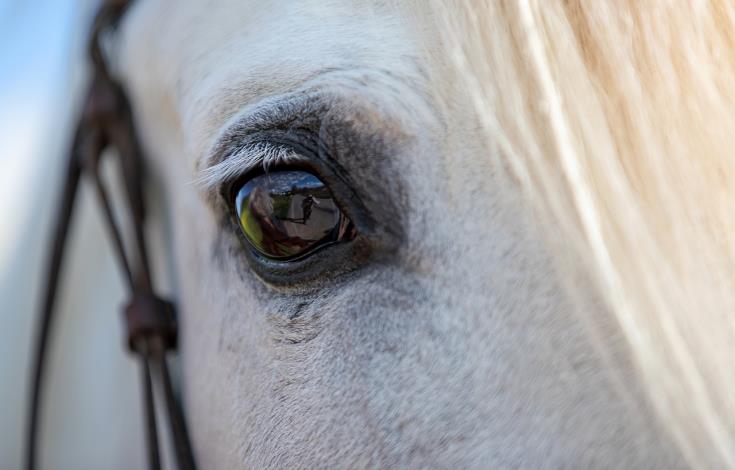 horse-6363466_1280