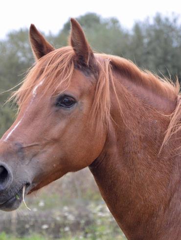 horse-mare-2737149-1280